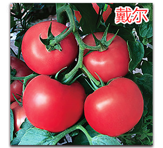 ����-�۹����ѷN��-�f���r(n��ng)�I(y��)