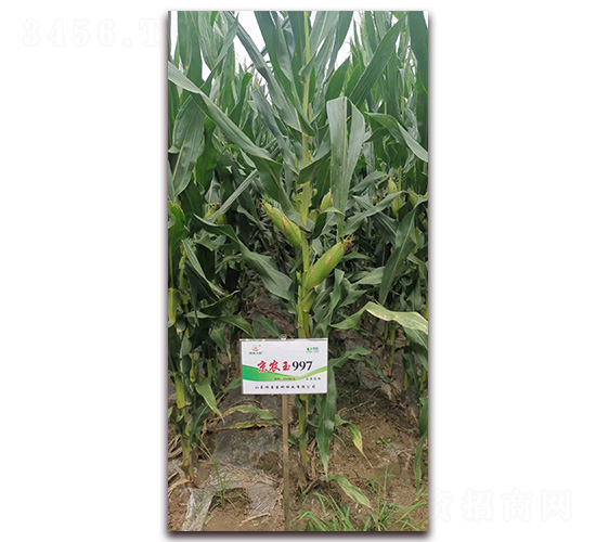 ���r(n��ng)��997-���׷N��-�r(n��ng)�