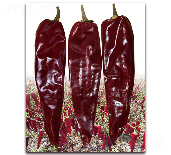 ���A�t3̖(h��o)-�����N��-�t�l(f��)�N�I(y��)