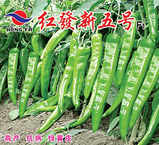 �t�l(f��)����̖-�⽷�N��-�t�l(f��)�N�I(y��)