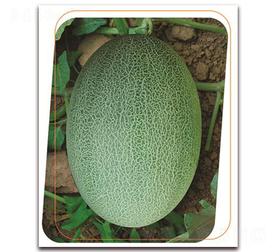 ����-��ϷN��-����(y��u)�r(n��ng)�I(y��)