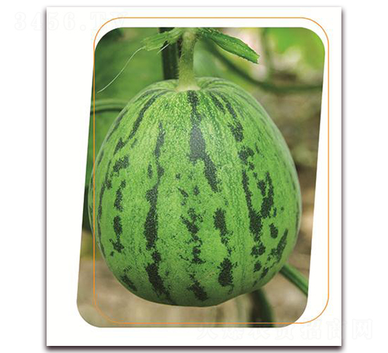 ����-��ϷN��-����(y��u)�r(n��ng)�I(y��)