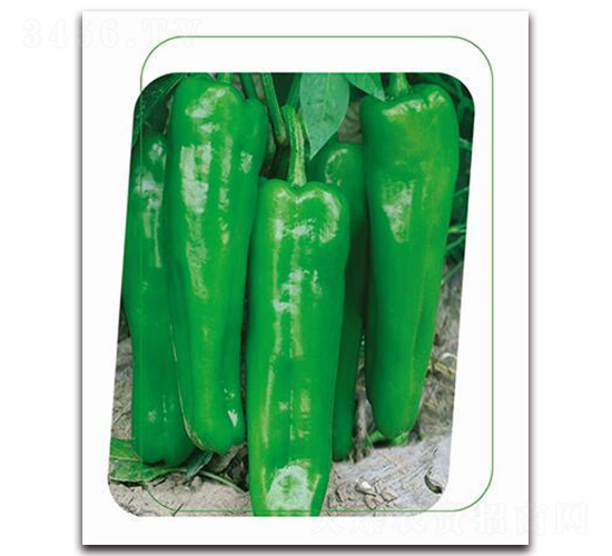 ����5̖-�����N��-����(y��u)�r(n��ng)�I(y��)