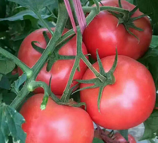 ��۷�-���t���N��-���N�I(y��)