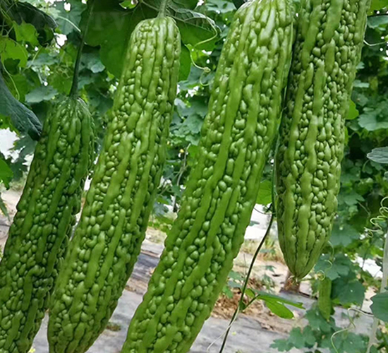 ����F1-��ϷN��-���N�I(y��)