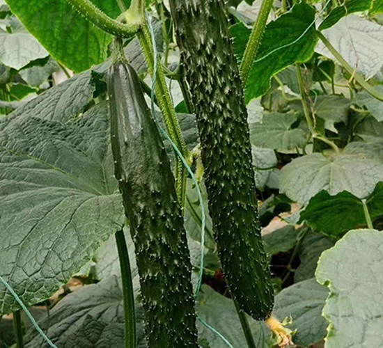 ����A��(r��n)-�S�ϷN��-���N�I(y��)