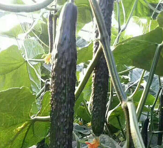 ʥ��(y��u)89-�S�ϷN��-���N�I(y��)