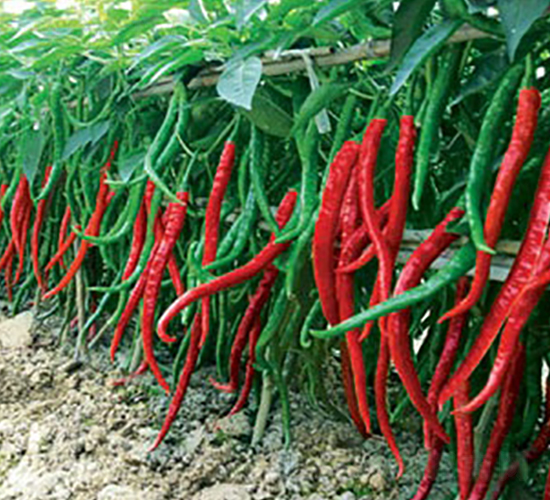 ���L������̖-�����N��-(li��n)�S�N�I(y��)