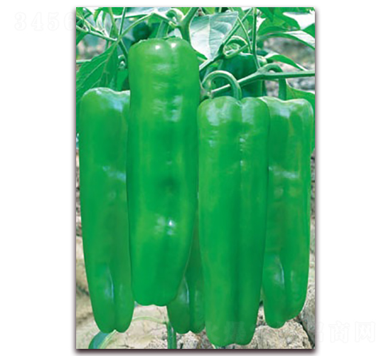 �G���-�ݽ��N��-(li��n)�S�N�I(y��)