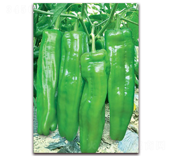 ����һ̖-�ݽ��N��-(li��n)�S�N�I(y��)