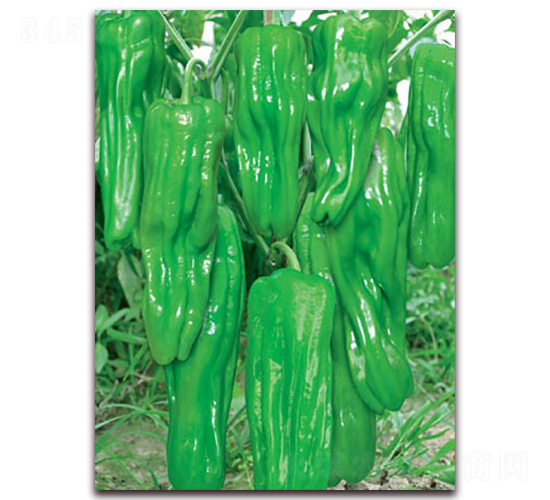 ������̖(h��o)-�ݽ��N��-(li��n)�S�N�I(y��)