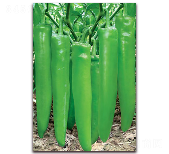 �w��֮��-�⽷�N��-(li��n)�S�N�I(y��)