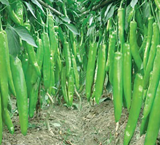 ����һ̖(h��o)-�⽷�N��-(li��n)�S�N�I(y��)