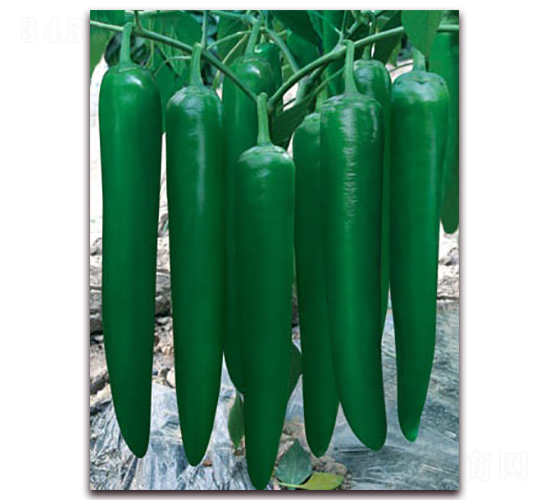 ��Ƥ����-�⽷�N��-(li��n)�S�N�I(y��)