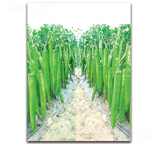 ������-�⽷�N��-(li��n)�S�N�I(y��)