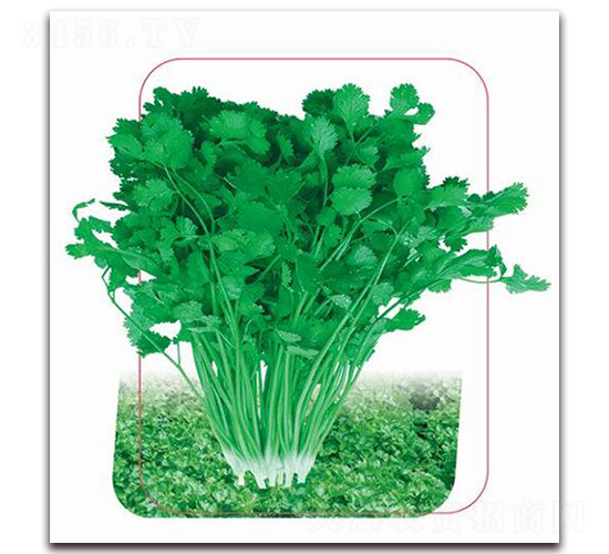 ����˹-��˷N��-����(y��u)�r(n��ng)�I(y��)