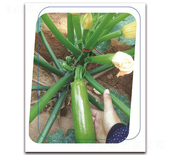 ����1528-�����J�N��-����(y��u)�r(n��ng)�I(y��)