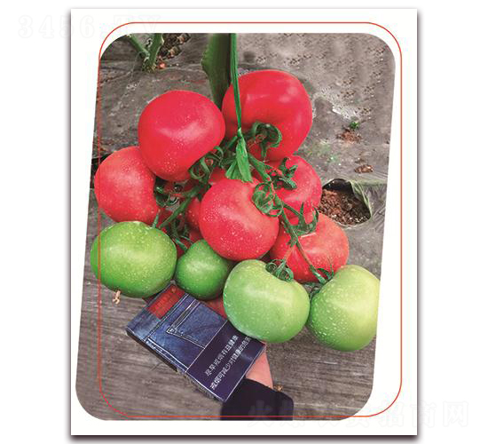 �۶�{��̖(h��o)-���ѷN��-����(y��u)�r(n��ng)�I(y��)