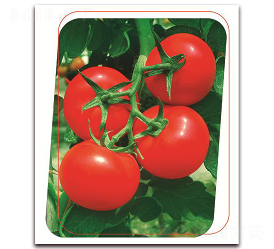 ������-���ѷN��-����(y��u)�r(n��ng)�I(y��)