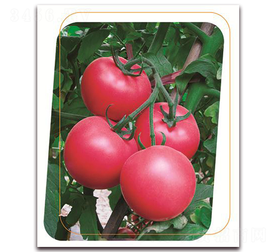 ���з�һ̖(h��o)-���ѷN��-����(y��u)�r(n��ng)�I(y��)