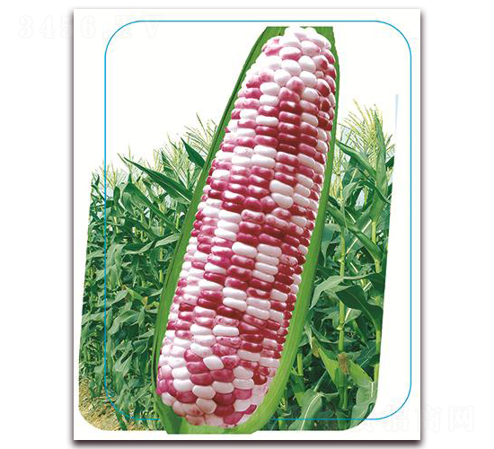 �փ�(y��u)����Ŵ-Ŵ���׷N��-����(y��u)�r(n��ng)�I(y��)