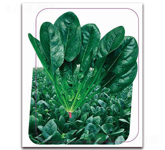 ����6̖(h��o)-���˷N��-����(y��u)�r(n��ng)�I(y��)