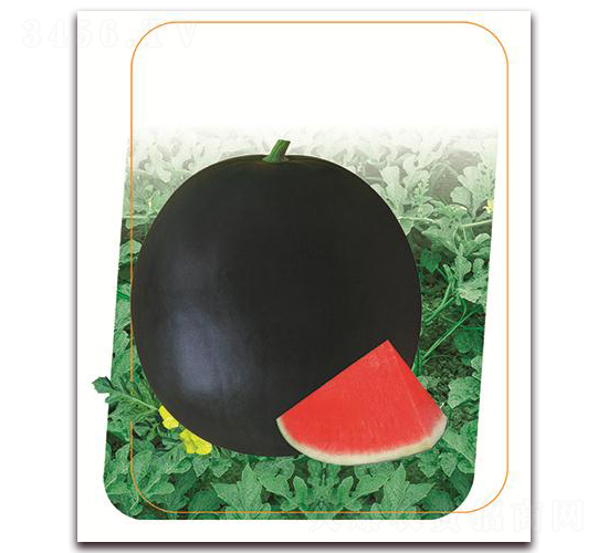 ���~ʮ��-���ϷN��-����(y��u)�r(n��ng)�I(y��)