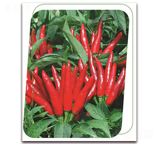 Ⱥ��-�����N��-����(y��u)�r(n��ng)�I(y��)