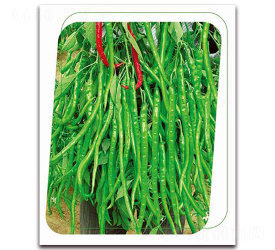 ���g-�����N��-����(y��u)�r(n��ng)�I(y��)