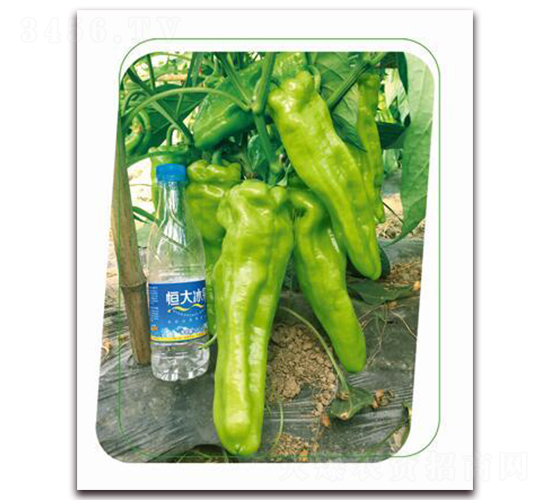 ����-�����N��-����(y��u)�r(n��ng)�I(y��)