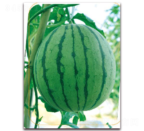 ��֬-���ϷN��-����(y��u)�r(n��ng)�I(y��)