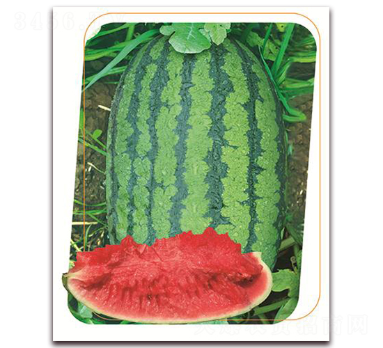 ��ʢһ̖(h��o)-���ϷN��-����(y��u)�r(n��ng)�I(y��)