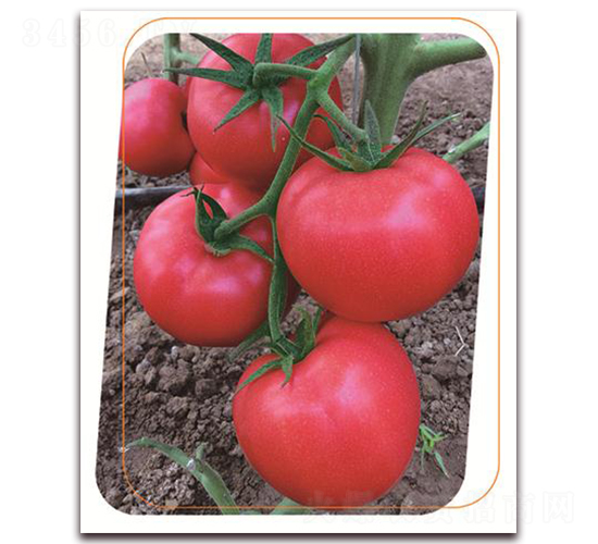 ���з���̖(h��o)-���ѷN��-����(y��u)�r(n��ng)�I(y��)