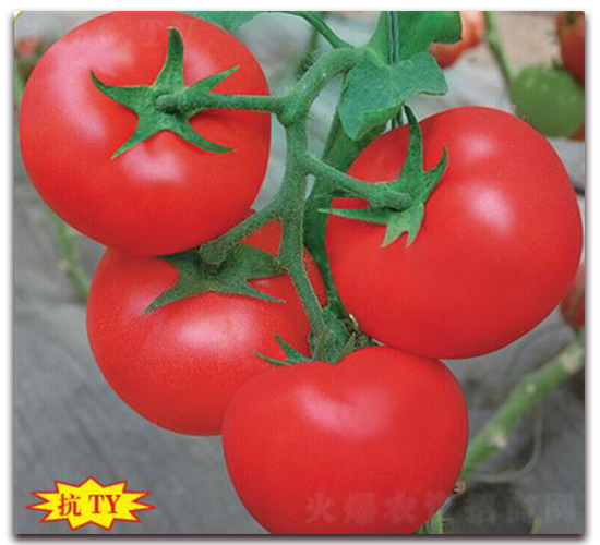 �����-���ѷN��-����(y��u)�r(n��ng)�I(y��)