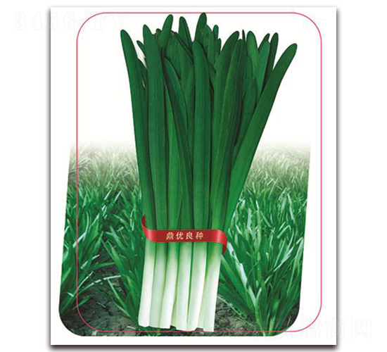 �־�9̖-�~�˷N��-����(y��u)�r(n��ng)�I(y��)