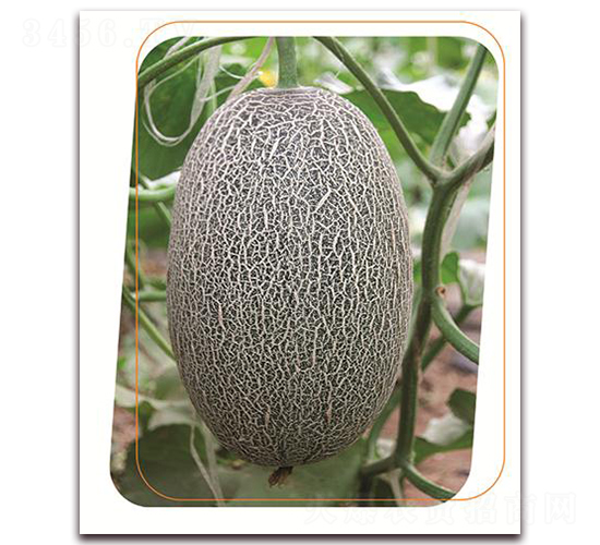 �K���_-��ϷN��-����(y��u)�r(n��ng)�I(y��)