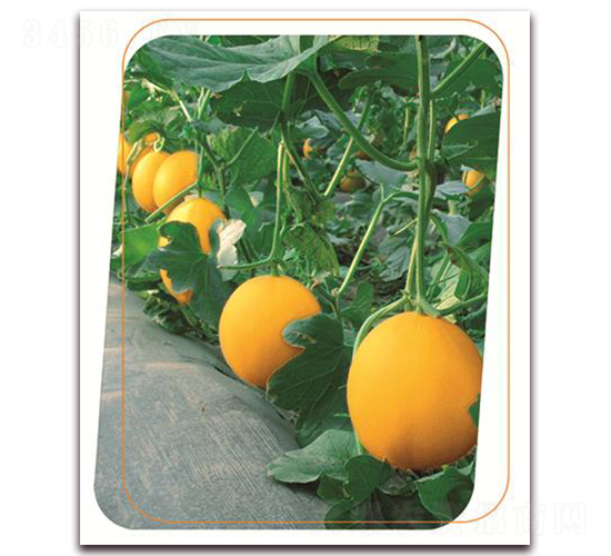 ɭ����-��ϷN��-����(y��u)�r(n��ng)�I(y��)