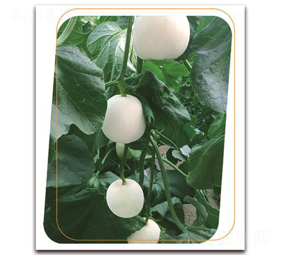 ��¶-��ϷN��-����(y��u)�r(n��ng)�I(y��)