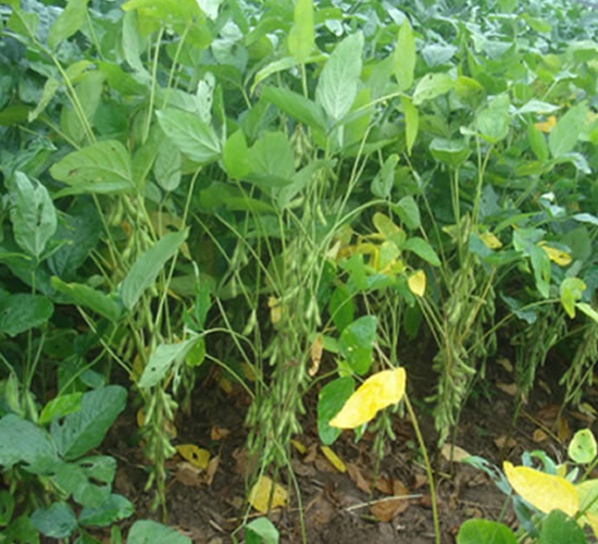 �ƶ�7̖(h��o)-�󶹷N��-�A��