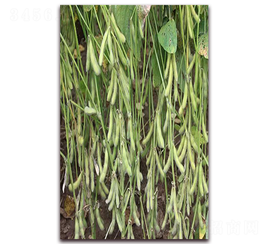 �ʶ�12-�󶹷N��-��Դ�N�I(y��)