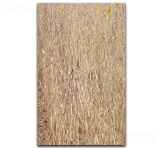 �ʶ�14-�󶹷N��-��Դ�N�I(y��)