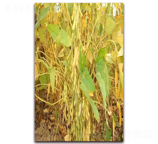 �ʶ�16-�󶹷N��-��Դ�N�I(y��)