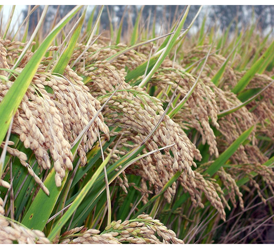 ���S2̖(h��o)�����L��-�SԴ�N��