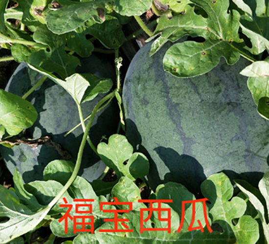 ����-���ϷN��-ӳɽ��