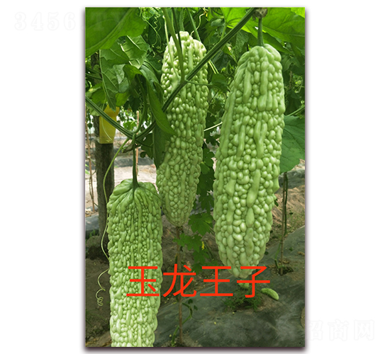 ��������-��ϷN��-ӳɽ��