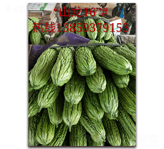 ɽ��16̖-��ϷN��-ӳɽ��