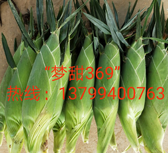 ��(m��ng)��369-ˮ�����׷N��-ӳɽ��