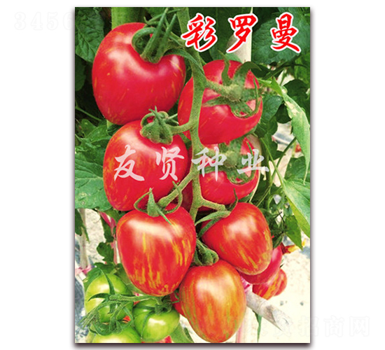 ���_��-���͹����ѷN��-���t�N�I(y��)