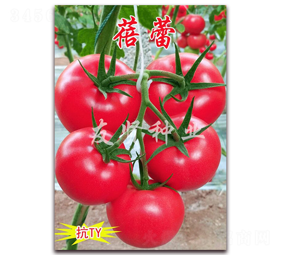 ����-��ɫ���ѷN��-���t�N�I(y��)