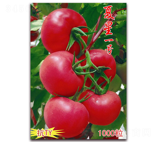 ����һ̖-��ɫ���ѷN��-���t�N�I(y��)